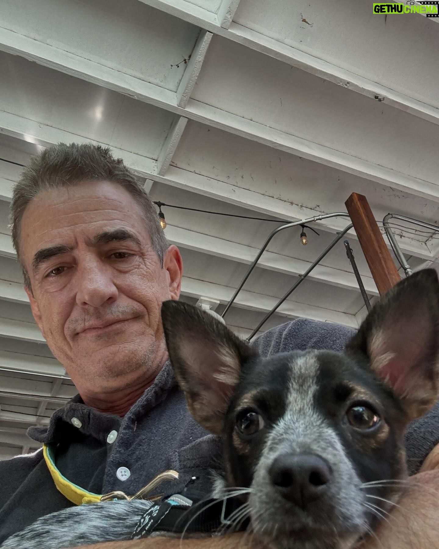 Dermot Mulroney - 8.1K Likes - Woof! she did it again - @shesingshesung rescued another one. meet Sweetie aka Swee’ Pea ❤️🐶
