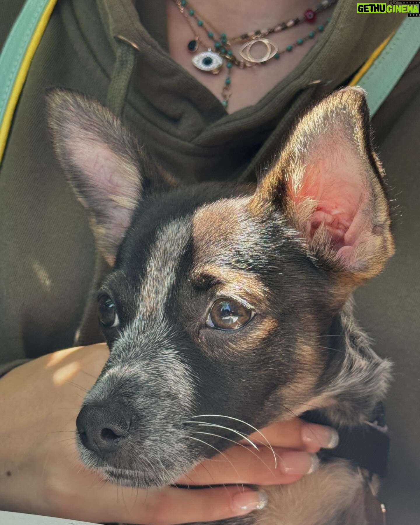 Dermot Mulroney - 8.1K Likes - Woof! she did it again - @shesingshesung rescued another one. meet Sweetie aka Swee’ Pea ❤️🐶