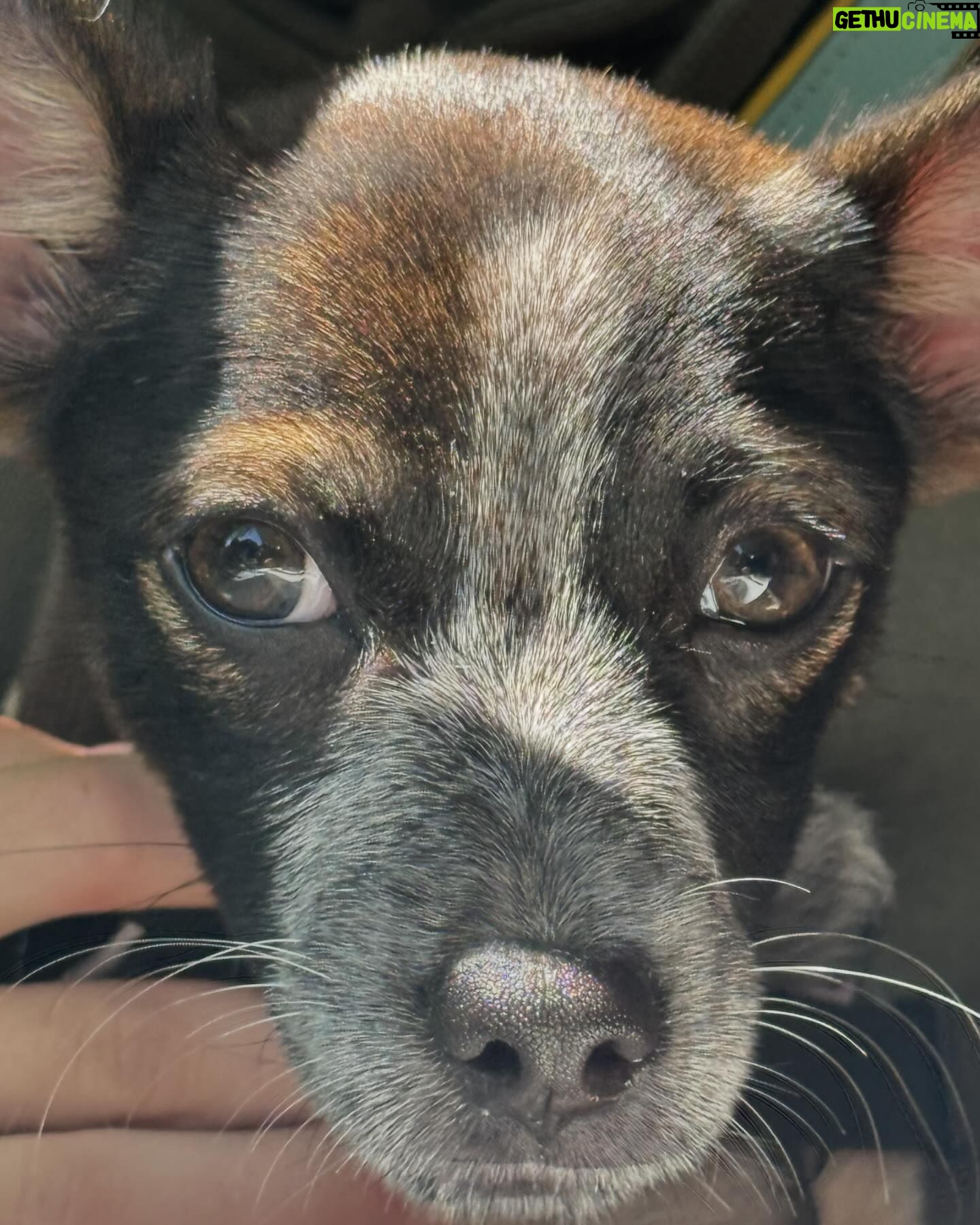 Dermot Mulroney - 8.1K Likes - Woof! she did it again - @shesingshesung rescued another one. meet Sweetie aka Swee’ Pea ❤️🐶