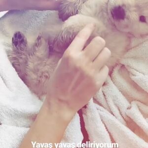 Didem Soydan Instagram - Rabbimin ,sizlere “her iki alemde eşlik etmeleri için gönderdim “ dediği sessiz kullarına kıymayın . 
Türkiye’nin milyonlarca takipçili oyuncularına ve müzisyenlerine özellikle sesleniyorum platformlarınızı halkı bilinçlendirmek için lütfen kullanın bu görevden ,zorunluluktan ziyade alemler ötesi bir yardımdır. 
KÖPÜK bize gerçekten ölmek üzereyken geldi 🤲🏻 
Sonrası biz masal bir rüya … 
Peygamber Efendimizin dahi en kıymetliler arasına koyduğu bu alemler ötesi varlıkları korumak boynumuzun borcudur 
Bunun için hükümete yalvarmayacağım pek tabii bu fani dünya insanlarının kararlarına biat etmek inancıma karşı çıkmaktır. Haydi selametle dostlar 
#yasayıgeriçek #sokakhayvanlarısahipsizdeğil