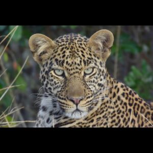 Drew Carey Instagram - Leopard #Kenya #masaimara