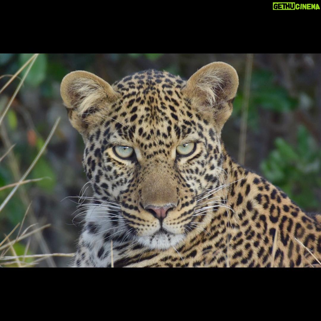 Drew Carey - 392 Likes - Leopard #Kenya #masaimara