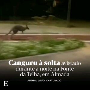 Eduardo Madeira Instagram - Há anos que um primo meu via cangurus às 5h da manhã na estrada da Costa e todos o mandavam meter mais tabaco.