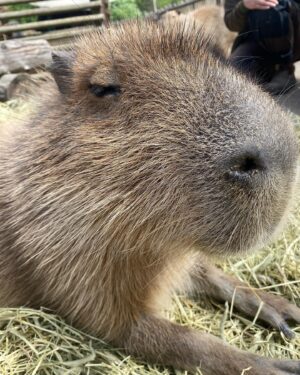 Edward af Sillén Instagram - Capybara bonanza! 🥹 Min otroliga 40-års present från Ola, Martina, Thea och Ian — guidning, mys, häng, kel och matning av Kolmårdens underbara Capybaror 🥹❤️❤️ Helt magiskt!!! @kolmardensdjurpark