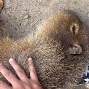 Edward af Sillén Instagram - Capybara bonanza! 🥹 Min otroliga 40-års present från Ola, Martina, Thea och Ian — guidning, mys, häng, kel och matning av Kolmårdens underbara Capybaror 🥹❤️❤️ Helt magiskt!!! @kolmardensdjurpark
