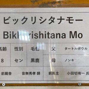 Eiko Kano Instagram - ビックリシタナモーって馬に会いに行ってきました！
引退してゆっくり過ごしてました！
めっちゃ癒されました！
可愛かったぁ✨
#湖南馬事センター
#netkeiba