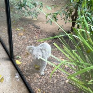 Elaine Ho Instagram - 終於抱到無尾熊了🐨₊⁺♡̶♡̶₊⁺🐨

謝謝放晴的天氣
讓我順利看到可愛的無尾熊和袋鼠！