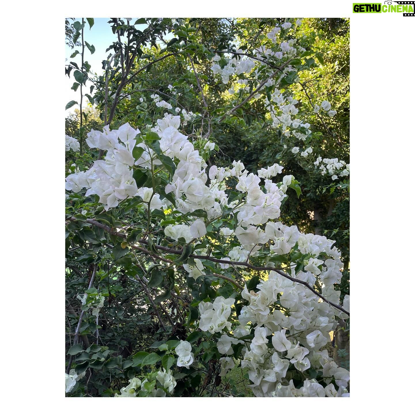 Elena Furiase - 6.7K Likes - Presagios del final… 🌷☀️🪸
1. Algo me pinchó…pero la foto quedó bien!
2. Mi familia 💦
3. La bungavilla blanca, mi favorita.
4. Hojas en la arena 🌿
5. Mi niño “a-dorado” 🌅
6. Las chicas en la playa.
7. La calma..