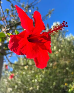 Eline Powell Instagram - 🌺🌺🌺🌺🌺🌺