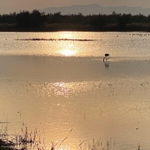 Elsa Punset Instagram - Marismas, aves, lagunas y mar... belleza y biodiversidad... Un paseo al atardecer por el Parque Natural de Aiguamolls 😊 🦆🦉 #algoparacelebrar #naturaleza  #flamencos #aiguamollsdelemporda