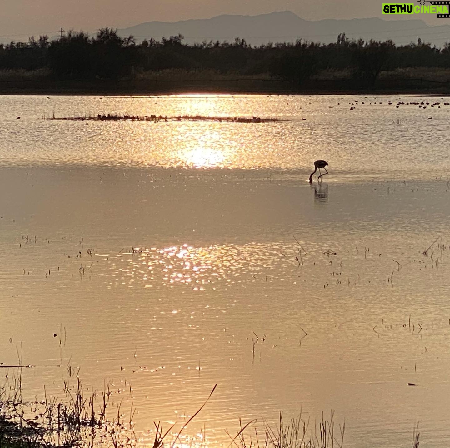 Elsa Punset - 666 Likes - Marismas, aves, lagunas y mar... belleza y biodiversidad... Un paseo al atardecer por el Parque Natural de Aiguamolls 😊 🦆🦉 #algoparacelebrar #naturaleza #flamencos #aiguamollsdelemporda