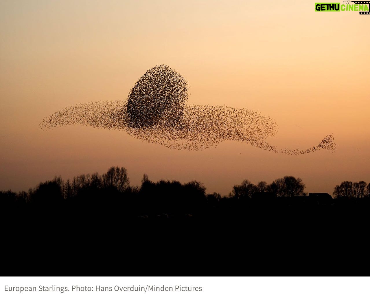 Elsa Punset - 1.1K Likes - Parece un pájaro pintado el cielo, pero son miles de estorninos volando juntos... Impactante foto publicada por la @audubonsociety En tiempos difíciles, ¡cuántas cosas quedan por celebrar! #misterio #naturaleza #cosasquecelebrar #audubonsociety #tiemposextraordinarios #fuerteslibresynómadas