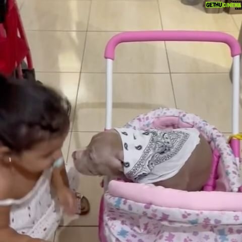 Enzo Salvi - 2.3K Likes - CUCCIOLO DI PITBULL SUBISCE MALTRATTAMENTI DA UNA CUCCIOLA DI UOMO 😂😂😂😂 Mia Nipote Aurora e Tokyo ❤️❤️ #loveislove #dogs #pitbull #tiamo #cani
