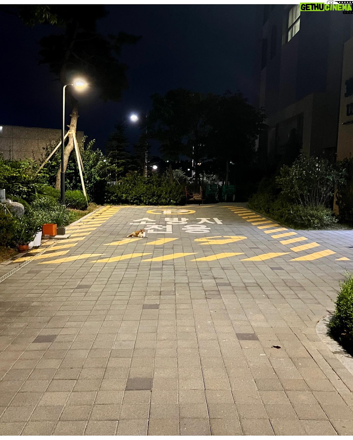 Eric Mun - 7.7K Likes - 소.방.차.전.용. 고양이전용 아닌데~ #고양이 #cat #소방차 #그녀에게전해주오🚒