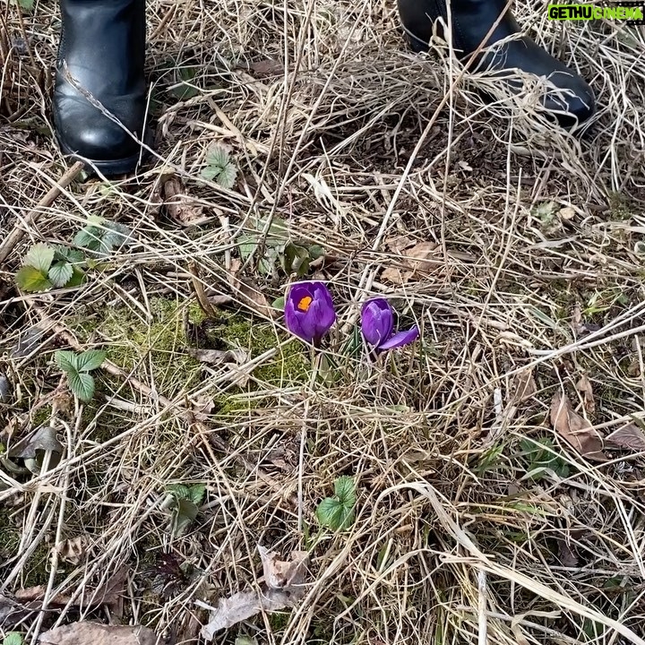 Erik Hagen - 3K Likes - Nå blomstrer det på Biri 🌻🌼🌸🌺🥀god helg