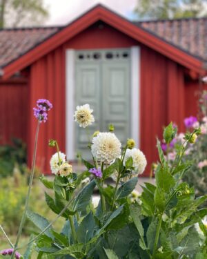 Erika Åberg Instagram - Vårt första stopp på Trädgårdstrippen i helgen, var på en 1700-talsgård med rosaputsat bostadshus och röda uthus. Jag tycker det är särskilt intressant att se om eller hur trädgårdsentusiaster anpassar formspråk och växtval till arkitekturen. Så var det här!

Rabatter kantade den raka grusgången fram till huset och avslutades med en rundel med en fontän. Bakom ett av uthusen fanns dahlior och andra snittblommor i pallkragar.

Allra mest förtjust blev jag i växthuset, byggt av återbrukade fönster och med en mycket harmonisk färgsättning! 

#trädgårdsinspiration #trädgård