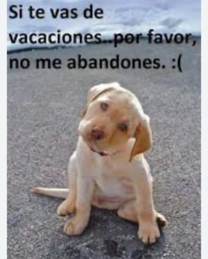 Fernando Tejero Instagram - Por desgracia la historia se repite año tras año,en época de vacaciones 
Hay seres que no merecen llamarle humanos porque no conocen la humanidad …..Que siguen abandonando y maltratando 
NO SEAS UNO DE ELLOS
NO LES ABANDONES
EL NUNCA LO HARÍA 
GRACIAS 🙌🏻❤️🙌🏻❤️🐶🐶🐶🐶🐶🐶