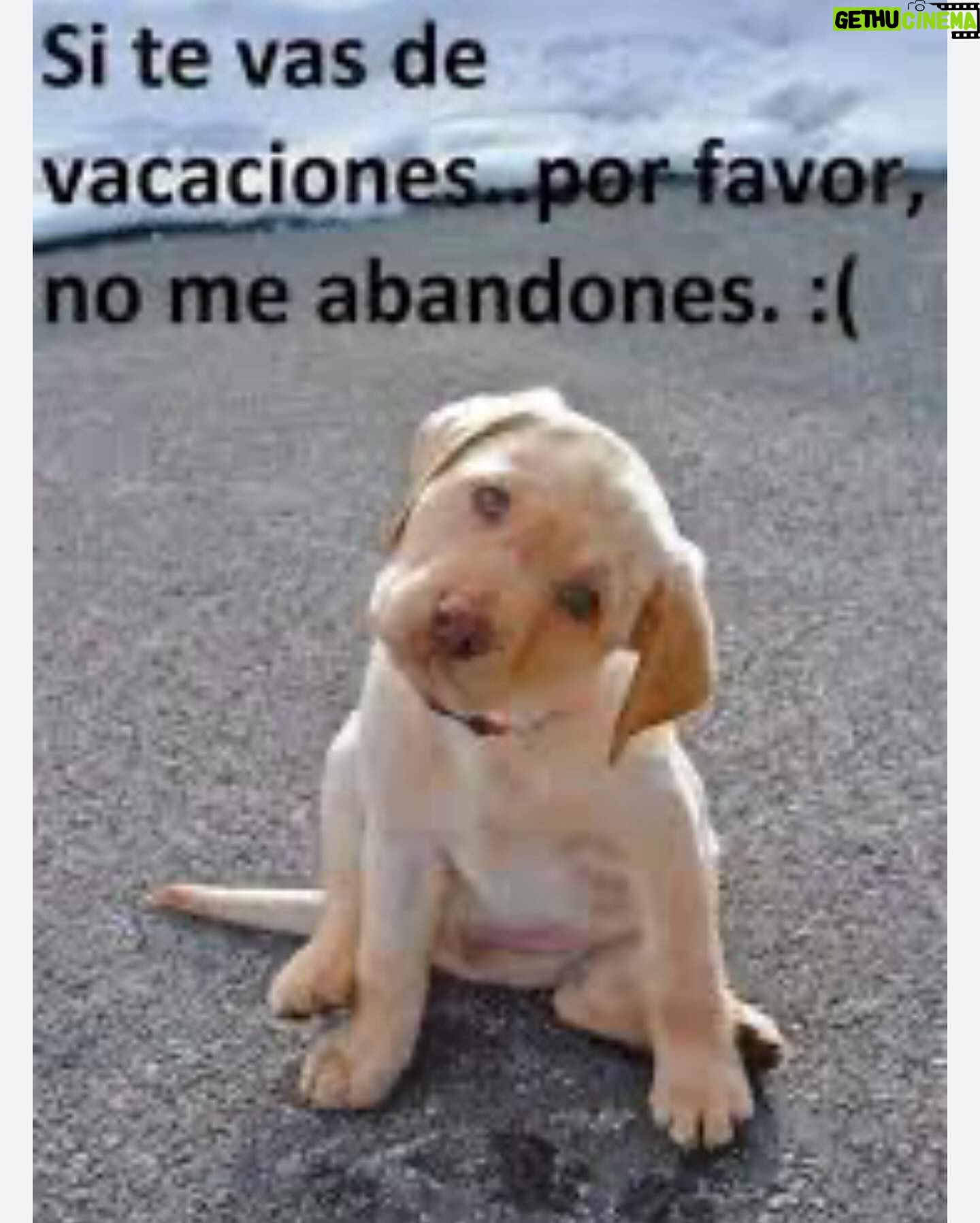 Fernando Tejero - 9.6K Likes - Por desgracia la historia se repite año tras año,en época de vacaciones
Hay seres que no merecen llamarle humanos porque no conocen la humanidad …..Que siguen abandonando y maltratando
NO SEAS UNO DE ELLOS
NO LES ABANDONES
EL NUNCA LO HARÍA
GRACIAS 🙌🏻❤️🙌🏻❤️🐶🐶🐶🐶🐶🐶