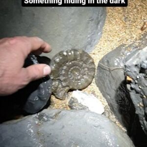 Fiann Smithwick Instagram - Sometimes you get very lucky fossil hunting on the coast when the sea has freshly revealed some treasure. Pyrite ammonites don't come much better, or much easier to find, than this one! It won't take much cleaning up in the workshop, the sea has done that for me! Around 196 million years old. 
🌊🐚🌊🦖
#fossil #fossils #art #geology #palaeontology #paleontology #paleo #curiosity #ancient #history #collect #collection #animal #animals #evolution #science #museum #jewel #collecting #treasure #ammonite #ammonites #beach #jurassiccoast #beauty #beautiful #minerals #crystal #dinosaur #age