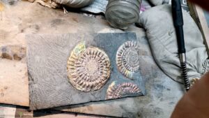 Fiann Smithwick Instagram - Smoothing out the rough matrix after revealing some amazing iridescent ammonites from the Early Jurassic of the UK. This is using a basic grinding bit on a cheap rotary tool to wear down the scratches left by the airscribe. 
#fossil #fossils #art #geology #palaeontology #paleontology #paleo #curiosity #ancient #history #collect #collection #animal #animals #evolution #science #museum #jewel #collecting #treasure #ammonite #ammonites #prep #grinder #shells #beautiful #minerals #crystal #dinosaur #age
