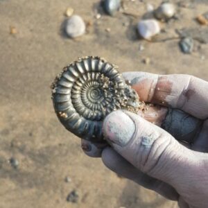 Fiann Smithwick Instagram - Sometimes finding the best fossils means spotting things no one else would spot. And sometimes all you have to do it look down! 
#fossil #fossils #art #geology #palaeontology #paleontology #paleo #curiosity #ancient #history #collect #collection #animal #animals #evolution #science #museum #jewel #collecting #treasure #ammonite #ammonites #gold #golden #beauty #beautiful #minerals #crystal #dinosaur #age