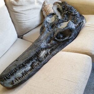 Fiann Smithwick Instagram - Someone's waiting for Father Christmas to arrive tonight...
🦖🎅🌲🐬
As another year draws to a close, I thought I'd share my favourite fossil of the year. I didn't find it this year (I found in nearly a decade ago), but I did finally get round to getting it prepared to it's full potential. The work was done by @naturalselectionfossils and the results speak for themselves. The work to get this fossil from a rock on the beach to this state took over 100 hours. 
🦖🐬🦖
It's the skull of a large ichthyosaur- Temnodontosaurus platyodon from the Jurassic Coast of Dorset. 
#fossil #fossils #art #geology #palaeontology #paleontology #paleo #curiosity #ancient #history #collect #collection #animal #animals #evolution #science #museum #jewel #collecting #treasure #jaw #jaws #tooth #teeth #rare #dinosaur #age #dinosaurs #ichthyosaur #bones