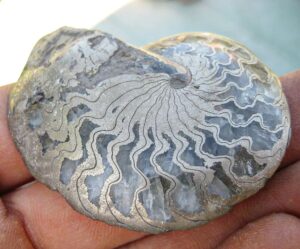Fiann Smithwick Instagram - This is a pyrite ammonite from the Jurassic Coast. I removed the shell with a grinder to reveal the internal buoyancy chambers that are naturally filled with clear calcite crystals. I then polished it to really bring out the shine. 

This nicely shows off the internal detail of an ammonite shell without having to slice it in half. There aren't many ammonites you can do this with though! They need to be preserved just right. 
🐚⚙🐚
#fossil #fossils #art #geology #palaeontology #paleontology #paleo #curiosity #ancient #history #collect #collection #animal #animals #evolution #science #museum #jewel #collecting #treasure #ammonite #ammonites #gold #golden #beauty #beautiful #minerals #crystal #dinosaur #age