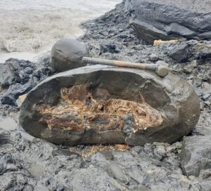 Fiann Smithwick Instagram - I've spent the day putting a giant ammonite back together. I found the first half of this huge Asteroceras stellare ammonite about a month ago in a cliff fall, but there was no sign of the other half. Then, last week I found the other half in a huge concretion freshly washed out by the sea. 
🌊🌊🐚🌊🌊
Each piece was huge and weighed well over 100 kg, so I had to whittle them down on the beach to be able to carry them home. Luckily, the two halves fit back together nicely. I still need to do plenty of prep work on this one, but it's already impressive for its size (over 75 cm). I've only ever found one specimen of this species larger than this (which is still on the prep pile waiting for a rainy day). 
🐚🐙🐚
#fossil #fossils #art #geology #palaeontology #paleontology #paleo #curiosity #ancient #history #collect #collection #animal #animals #evolution #science #museum #jurassiccoast #collecting #treasure #ammonite #ammonites #shell #shells #huge #beach #minerals #crystal #dinosaur #age