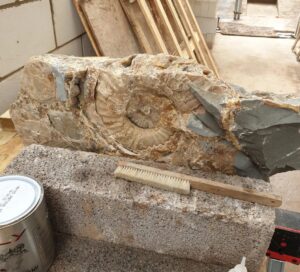 Fiann Smithwick Instagram - I've spent the day putting a giant ammonite back together. I found the first half of this huge Asteroceras stellare ammonite about a month ago in a cliff fall, but there was no sign of the other half. Then, last week I found the other half in a huge concretion freshly washed out by the sea. 
🌊🌊🐚🌊🌊
Each piece was huge and weighed well over 100 kg, so I had to whittle them down on the beach to be able to carry them home. Luckily, the two halves fit back together nicely. I still need to do plenty of prep work on this one, but it's already impressive for its size (over 75 cm). I've only ever found one specimen of this species larger than this (which is still on the prep pile waiting for a rainy day). 
🐚🐙🐚
#fossil #fossils #art #geology #palaeontology #paleontology #paleo #curiosity #ancient #history #collect #collection #animal #animals #evolution #science #museum #jurassiccoast #collecting #treasure #ammonite #ammonites #shell #shells #huge #beach #minerals #crystal #dinosaur #age