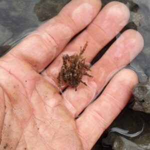 Fiann Smithwick Instagram - It's not just fossils I find when out collecting. I love looking for living things too! The range of wildlife you can find on the coast if you know where and how to look is amazing. It takes me back to being a kid growing up on the coast and finding everything in nature fascinating. 
🦀🦀🌊🏖
This little one is a long-legged spider crab that uses seaweed it sticks to its shell and legs to camouflage itself in rockpools. Commonly called decorator crabs, this gives them some of the best camouflage out there and makes them super hard to spot. 
🦀🌊🦀
#fossil #fossils #art #geology #palaeontology #paleontology #paleo #curiosity #ancient #history #collect #collection #animal #animals #evolution #science #museum #crab #collecting #crabs #rockpool #rockpooling #beach #crustacean #camouflage #seaweed #weed #nature