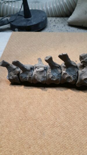 Fiann Smithwick Instagram - A section of plesiosaur tail I found on the Jurassic Coast. Still looking for the rest of the beast! 
.
#fossil #fossils #art #geology #palaeontology #paleontology #paleo #curiosity #ancient #history #collect #collection #animal #animals #evolution #science #museum #jewel #collecting #treasure #plesiosaur #spine #backbone #tail #rare #dinosaur #age #dinosaurs #ichthyosaur #bones
