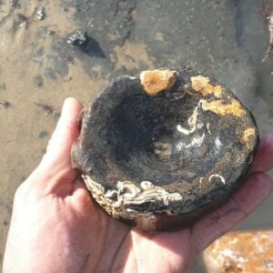 Fiann Smithwick Instagram - This big old ichthyosaur vert must have been sat in this rock pool for a number of years! It's pretty worn and has serpulid worms growing on it, but it's still a nice example and would have come from a big animal. Around 196 million years old, from the Jurassic Coast beach of Charmouth. 
🌊🌊🦴🦴🌊🌊
#fossil #fossils #art #geology #palaeontology #paleontology #paleo #curiosity #ancient #history #collect #collection #animal #animals #evolution #science #museum #jewel #collecting #treasure #vert #bone #jurassiccoast #rockpool #rockpooling #dinosaur #age #dinosaurs #ichthyosaur #bones