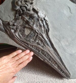 Fiann Smithwick Instagram - An ichthyosaur skull I found many years ago on the Jurassic Coast. This was the first really impressive fossil I found and sparked my love of these ancient treasures. I've been lucky enough to find a few more since this one. They're not easy to find though and you need a lot of luck on your side! 
🐬🌊🌊🐬
#fossil #fossils #art #geology #palaeontology #paleontology #paleo #curiosity #ancient #history #collect #collection #animal #animals #evolution #science #museum #jewel #collecting #treasure #jaw #jaws #tooth #teeth #rare #dinosaur #age #dinosaurs #ichthyosaur #bones
