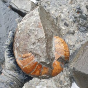 Fiann Smithwick Instagram - Here are some better shots of the nautilus fossil from my latest reel that I found recently on the Jurassic Coast beach of Charmouth. It's very unusual to find one like this free of matrix (extra rock) on this part of the Coast, they're usually inside hard limestone concretions (though still rare even then).
🌊🐚🌊
Nautilus fossils like these are strikingly similar to the shells of the living Nautilus despite being nearly 200 million years old. Unlike the much more common ammonites that died out with the dinosaurs 66 million years ago, the humble nautilus survived and still lives in tropical waters today. 
🐚🐙🐚🏖
#fossil #fossils #art #geology #palaeontology #paleontology #paleo #curiosity #ancient #history #collect #collection #animal #animals #evolution #science #museum #jewel #collecting #treasure #ammonite #ammonites #nautilus #shell #shells #jurassiccoast #minerals #crystal #dinosaur #age