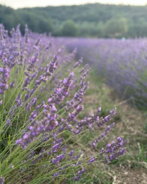 Filippa Lagerbäck Instagram - Un concerto immersi nella natura, in un meraviglioso campo di lavanda della Toscana, viaggiando con la musica di @emiliano.toso che ci regala sempre e solo buone vibrazioni. Grazie di 💜🐝🌾