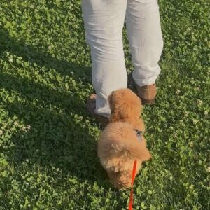 Francisca Cerqueira Gomes Instagram - Living in Simba’s world! 🦁
New member of the fam
