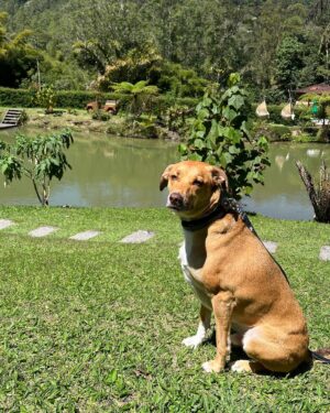 Gabriel Louchard Instagram - Me permita o trocadilho.
Aliás, antes me permita usar a palavra “trocadilho” em 2023.
Mas é amor pra cachorro!
#simba