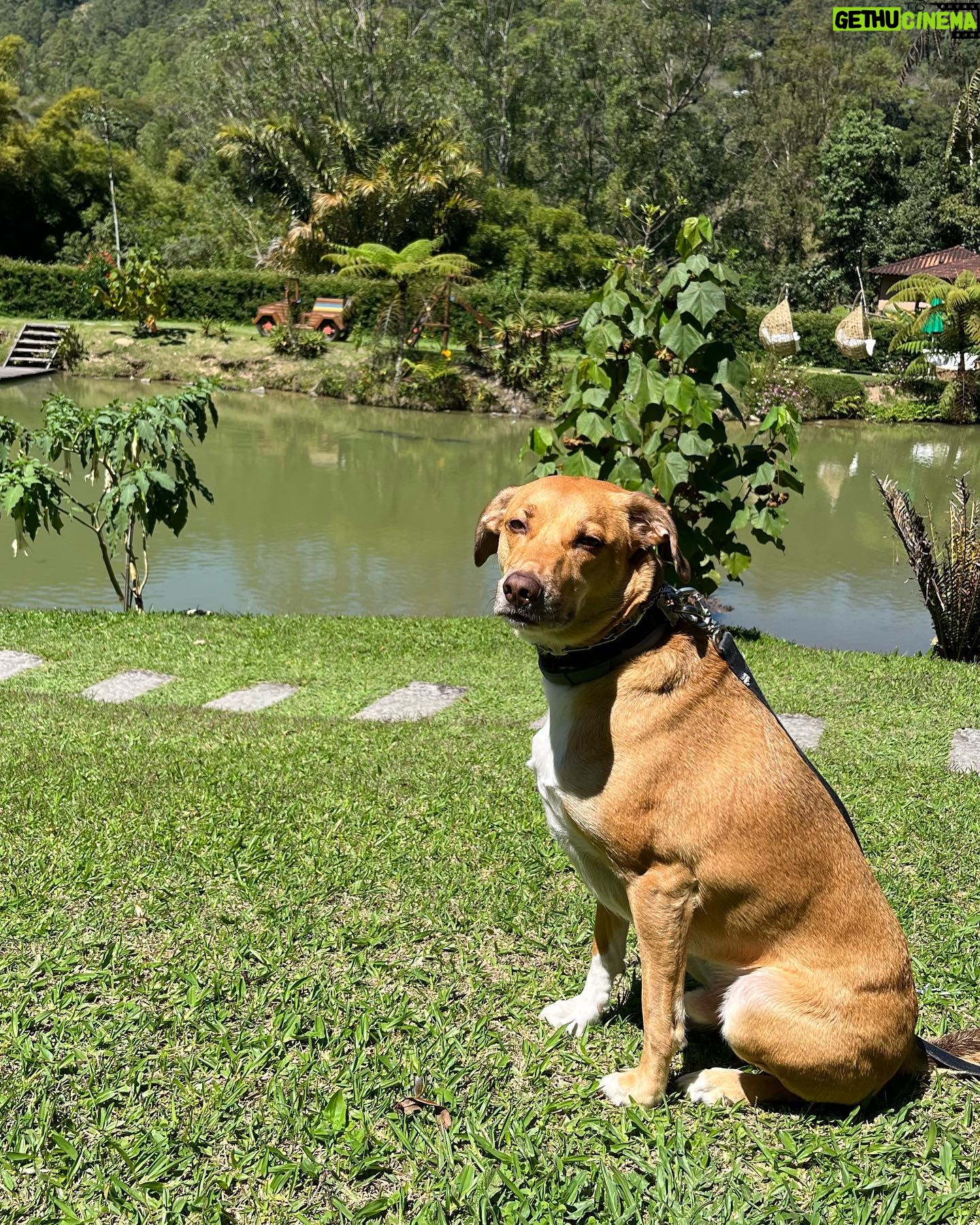 Gabriel Louchard - 1K Likes - Me permita o trocadilho.
AliĆ”s, antes me permita usar a palavra ātrocadilhoā em 2023.
Mas Ć© amor pra cachorro!
#simba