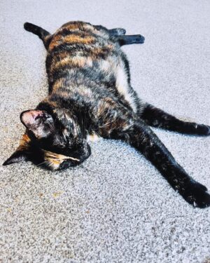 Gail Porter Instagram - Just took Ziggy for a wee walk outdoors with her lead on. Only a few minutes. Shes having a nap!!!