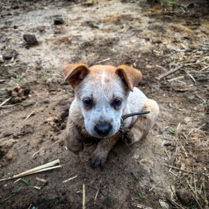 Geoff Lawton Instagram - Meet the newest member of the team - Dusty! 🐕

Dusty is a lively six-week-old Australian Red Cattle Dog, and you can expect to catch glimpses of Dusty in upcoming videos! 

#permaculture #discoverpermaculture #australiancattledog #redcattledog #cattledogpuppy #puppy #dog #dogs #doglovers