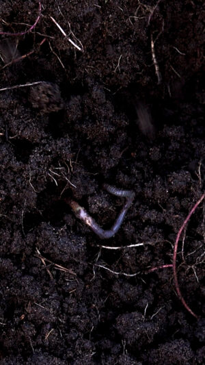 Geoff Lawton Instagram - Earthworms are gardeners' best friends as they reside in the soil and feed on decomposing organic matter, which leads to the growth of beneficial soil bacteria. If you notice a large population of earthworms in your garden, it indicates a healthy soil ecosystem. Adding compost worm castings or liquid can further enhance the soil quality and promote the growth of nutrient-dense food. Follow us to learn about beneficial animals, gardening, designing self-sufficient systems, and more!

#permaculture #discoverpermaculture #worms #earthworms #compostworms #compost #fertilizer #wormfarms #gardening #organicgardening #gardeningtips #backyardgardening #soil #soillife