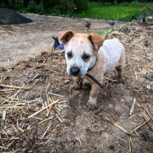 Geoff Lawton Instagram - Meet the newest member of the team - Dusty! 🐕

Dusty is a lively six-week-old Australian Red Cattle Dog, and you can expect to catch glimpses of Dusty in upcoming videos! 

#permaculture #discoverpermaculture #australiancattledog #redcattledog #cattledogpuppy #puppy #dog #dogs #doglovers