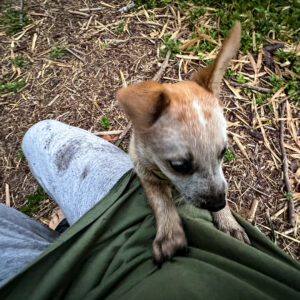 Geoff Lawton Instagram - Meet the newest member of the team - Dusty! 🐕

Dusty is a lively six-week-old Australian Red Cattle Dog, and you can expect to catch glimpses of Dusty in upcoming videos! 

#permaculture #discoverpermaculture #australiancattledog #redcattledog #cattledogpuppy #puppy #dog #dogs #doglovers