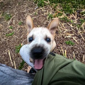 Geoff Lawton Instagram - Meet the newest member of the team - Dusty! 🐕

Dusty is a lively six-week-old Australian Red Cattle Dog, and you can expect to catch glimpses of Dusty in upcoming videos! 

#permaculture #discoverpermaculture #australiancattledog #redcattledog #cattledogpuppy #puppy #dog #dogs #doglovers