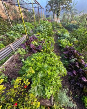 Geoff Lawton Instagram - Vivid color is always part of our gardens at @zaytunafarm. 

#permaculture #discoverpermaculture #permaculturedesign #permaculturegarden #gardeninspiration #nature #sustainableliving #organicgardening