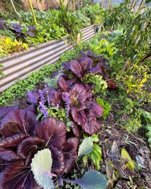 Geoff Lawton Instagram - Vivid color is always part of our gardens at @zaytunafarm. 

#permaculture #discoverpermaculture #permaculturedesign #permaculturegarden #gardeninspiration #nature #sustainableliving #organicgardening