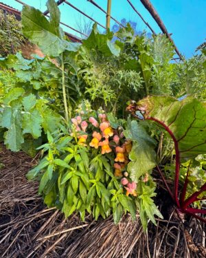 Geoff Lawton Instagram - Vivid color is always part of our gardens at @zaytunafarm. 

#permaculture #discoverpermaculture #permaculturedesign #permaculturegarden #gardeninspiration #nature #sustainableliving #organicgardening
