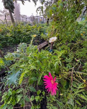 Geoff Lawton Instagram - Vivid color is always part of our gardens at @zaytunafarm. 

#permaculture #discoverpermaculture #permaculturedesign #permaculturegarden #gardeninspiration #nature #sustainableliving #organicgardening