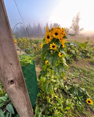 Geoff Lawton Instagram - Vivid color is always part of our gardens at @zaytunafarm. 

#permaculture #discoverpermaculture #permaculturedesign #permaculturegarden #gardeninspiration #nature #sustainableliving #organicgardening