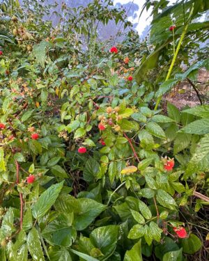Geoff Lawton Instagram - Vivid color is always part of our gardens at @zaytunafarm. 

#permaculture #discoverpermaculture #permaculturedesign #permaculturegarden #gardeninspiration #nature #sustainableliving #organicgardening
